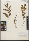 Foto von Salix triandra L.